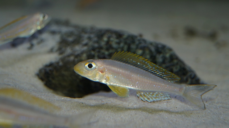 Xenotilapia sp. 'papilio sunflower' Chituta Bay